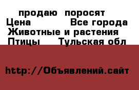 продаю  поросят  › Цена ­ 1 000 - Все города Животные и растения » Птицы   . Тульская обл.